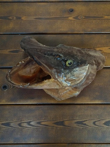 Tête brochet taxidermie - de,