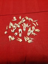 lot dents de sanglier pour