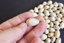 50 Small Ringtop Cowrie Shells