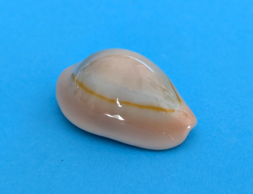 Cypraea annulus meli gem - mm,