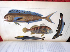 OEUVRES DU COMTE DE LACÉPÈDE 1830 POISSONS GRAVURES COULEUR 2 VOLUMES 4