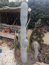 Browningia hertlingiana