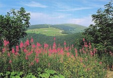 88 LA BRESSE LA BRESSE HOHNECK