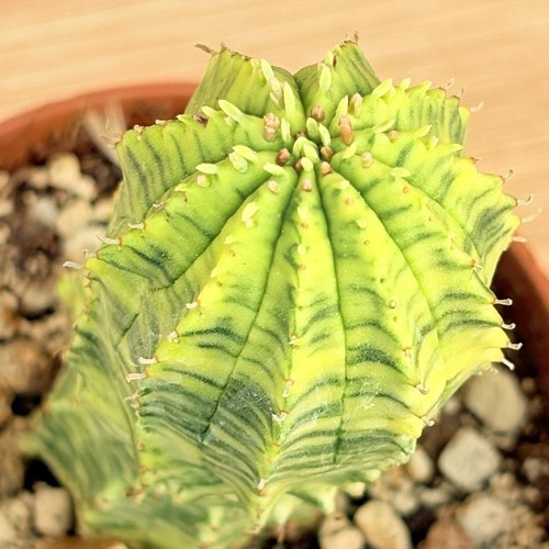 Euphorbia obesa hybride - , f