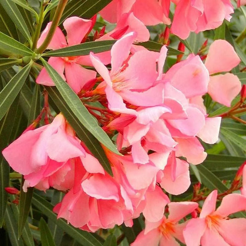 Nerium oleander tito poggi - 'tito, poggi'