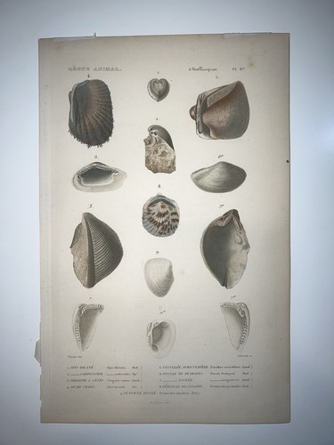 1836 regne animal hand colored - regne,