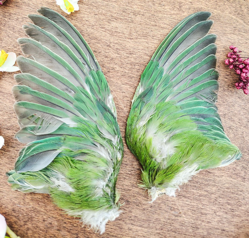 Lovebird bird wings - bird,