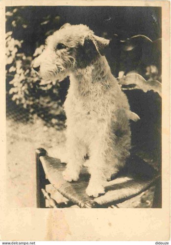 Carte postale animaux - postale,
