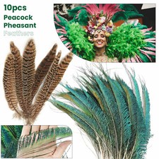 Plumes De Queue De Paon