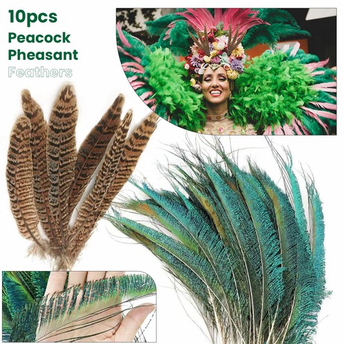 Plumes queue paon - queue, de