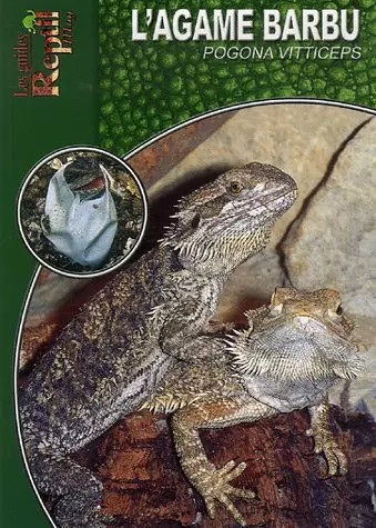 Agame barbu pogona - l'agame, barbu: