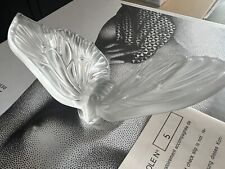 Papillon Aurore Incolore en