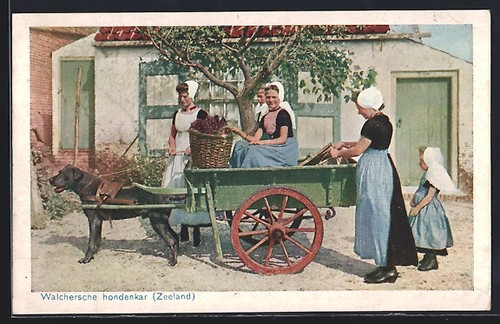 Carte postale chien tire une