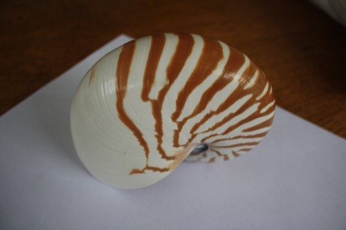 Nautilus coquillage cm - nautilus, 13