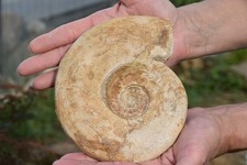 grande Leioceras opalinum