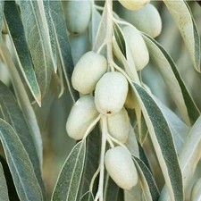 Graines eleagnus angustifolia - eleagnus,
