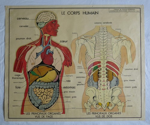 Corps humain ancienne affiche - corps,