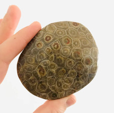 Corail fossile, hexagonaria