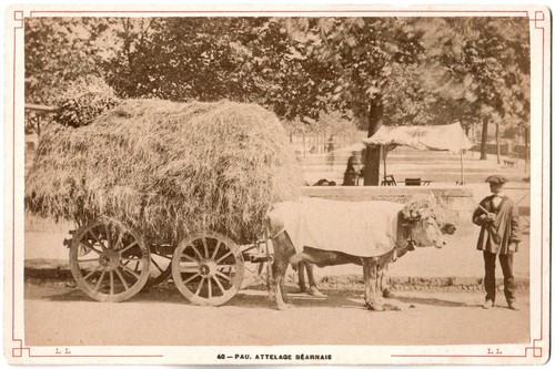 Pau.Attelage
