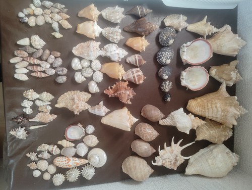Grand lot 115 coquillages - de,