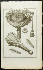 1777 - Gravure botanique fleur de cactus - cierge épineux - Bernard de Jussieu