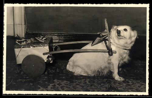 Carte postale photo petit - carte,