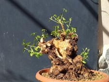 Bonsaï olivier 36 x 26 cm en pot plante Yamadori arbre robuste majestueux 🙂...