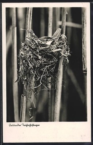Carte postale chanteur - carte,