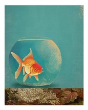 Affiche poisson rouge vibrant