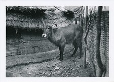 AFRIQUE c. 1940 - Antilope à la Corne Cassée Vrlingara Sénégal  - P1032