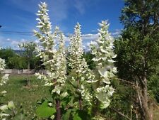 +30 GRAINES SAUGE ARGENTEE  très parfumée - SALVIA ARGENTEA  " VIVACE "