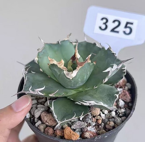 1pcs pot 10cm - 10cm, rare