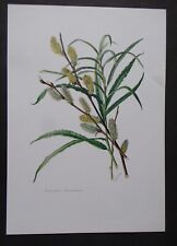 planche ARBRISSEAUX ARBUSTES ARBRES : Osier blanc Salix viminalis