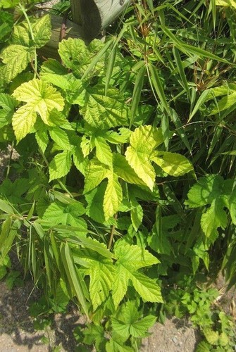 Houblon dore humulus - houblon,