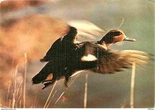 Animaux - Oiseaux - Sarcelle d'Hiver aux Ailes Rapides - Flamme Postale - CPM -