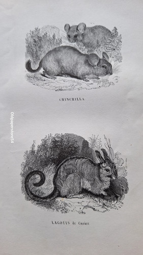 Gravures animaux genre - animaux,