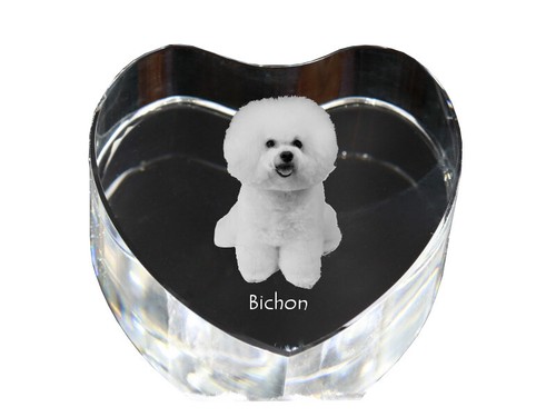 Bichon frise gelockter - frise,,