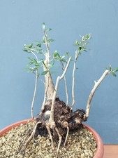 Bonsaï olivier 28 x 14 cm en