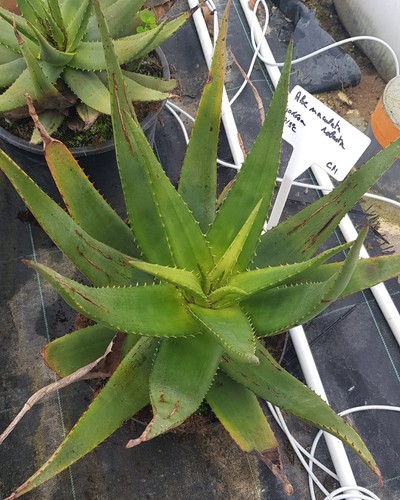 Aloe maculata robusta - 'robusta', /