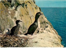 Animaux - Oiseaux - Oiseaux de Mer - Cormorans huppé - Réserves naturelles de la