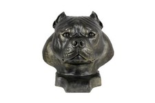 Américain Bully II Harzurne