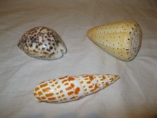 🐚 Lot x3 Anciens COQUILLAGES À IDENTIFIER 8-10,5cm 🐚 Cabinet de Curiosité