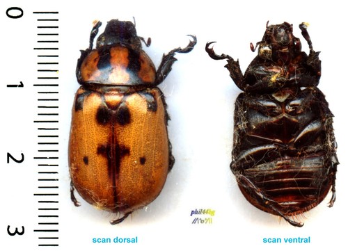 Dynastidae cyclocephala - -,