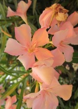 ♫ LAURIER Rustique 'Tout