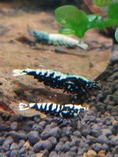 Crevettes Caridina GALAXY