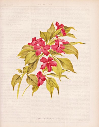 Impatiens sultani zanzibar - impatiens,
