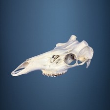 528KU Crane de cerf, bois de