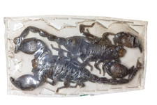 Very Rare 2Pcs Pandinus imperator - GHANA - Set Of 2 Black Giant Scorpion .....!