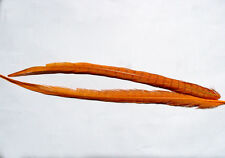 2x Plume ORANGE queue de FAISAN montage feather fly tying pheasant fagiano fasan
