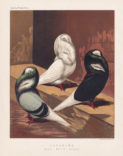 Pigeon taube pigeons tauben - taube,